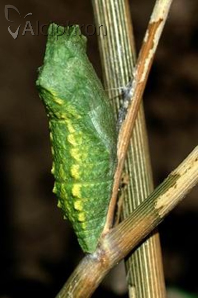 Papilio machaon
