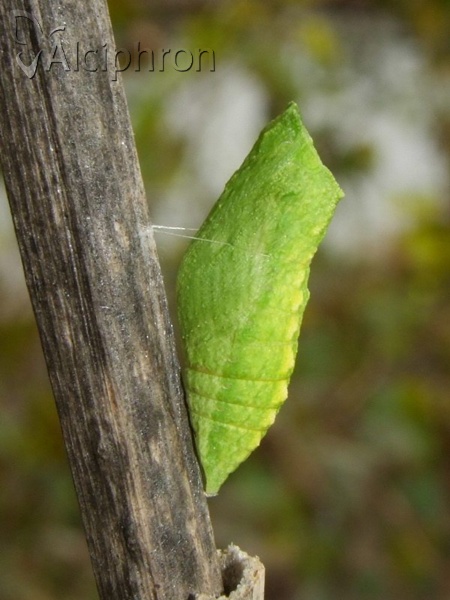 Papilio machaon