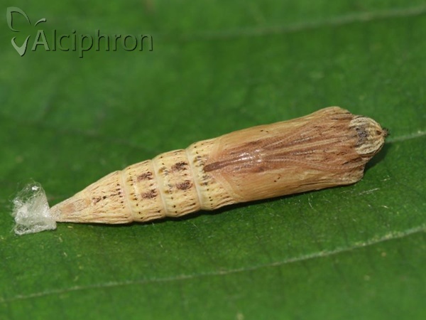 Zerynthia polyxena