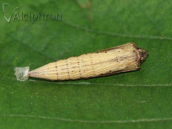 Zerynthia polyxena