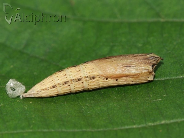Zerynthia polyxena