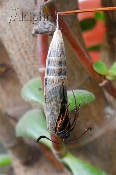 Zerynthia polyxena