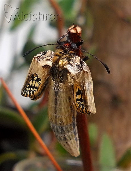 Zerynthia polyxena