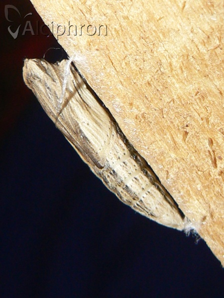 Zerynthia polyxena