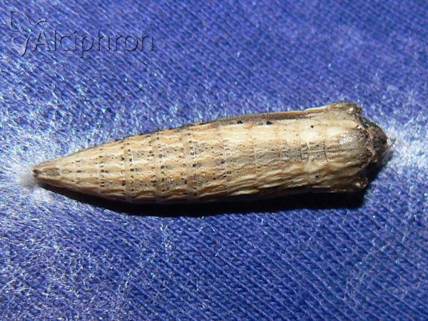 Zerynthia polyxena
