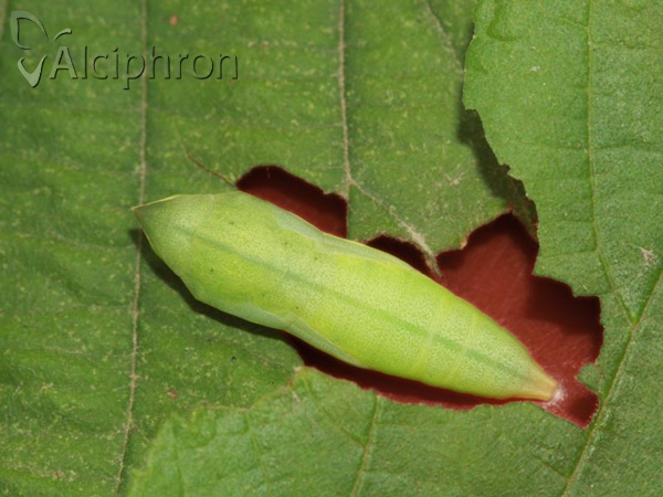 Colias crocea