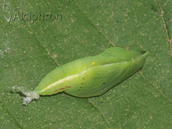 Colias crocea