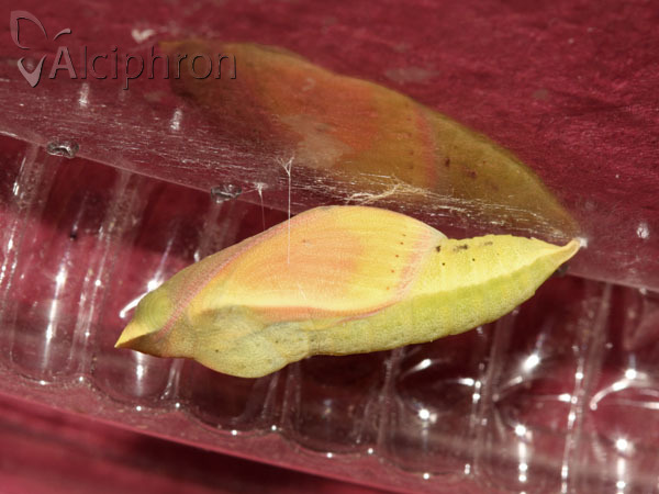 Colias crocea