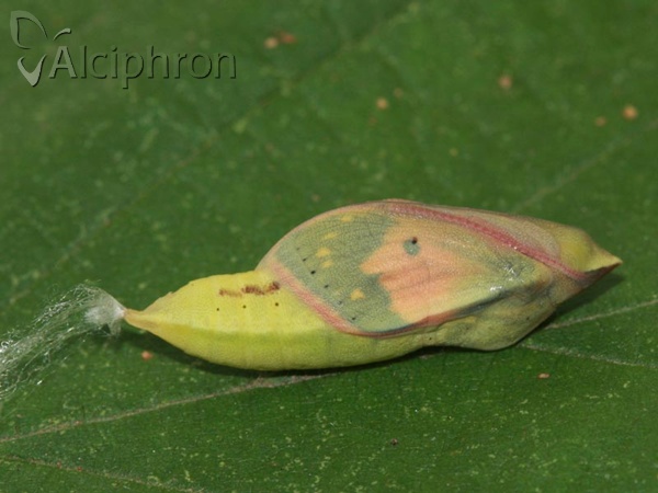 Colias crocea