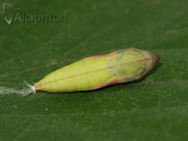 Colias crocea