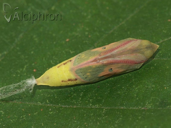 Colias crocea
