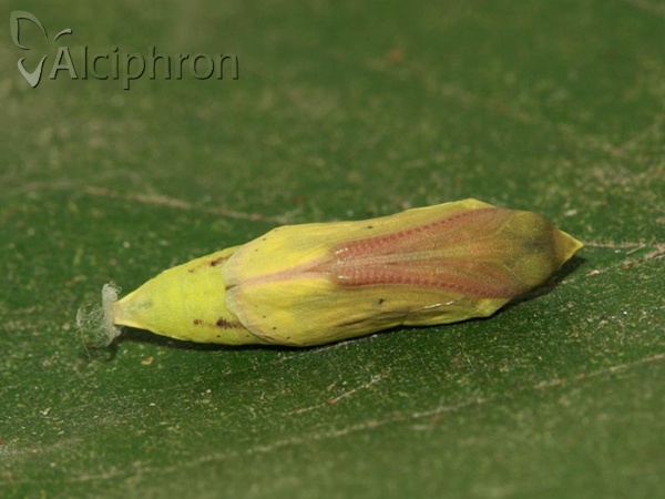 Colias hyale
