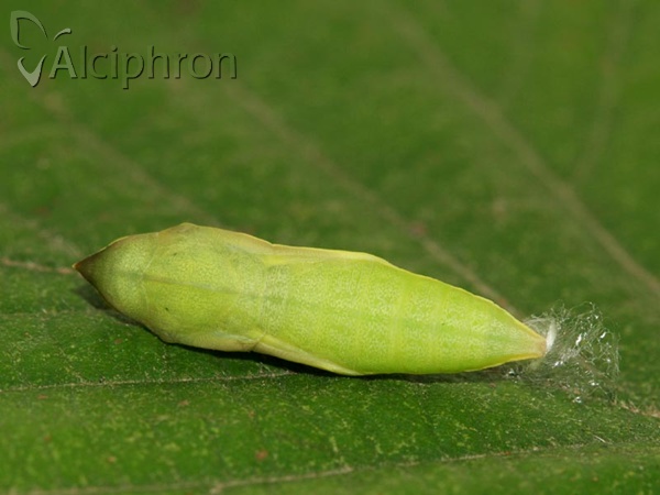 Colias hyale