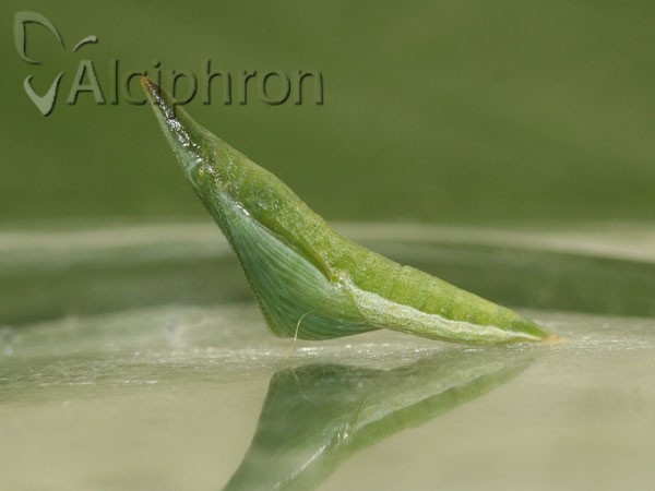Anthocharis damone