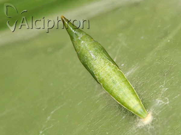 Anthocharis damone