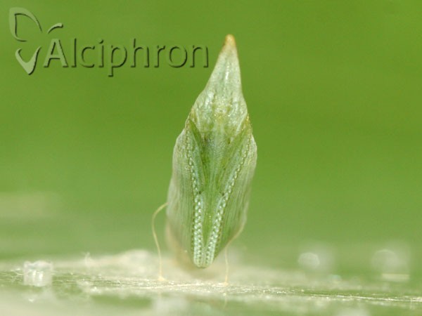 Anthocharis damone