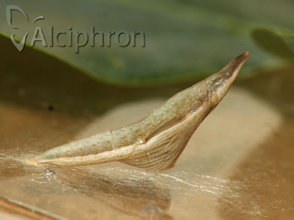 Anthocharis damone