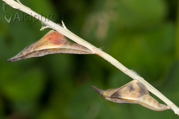 Anthocharis gruneri