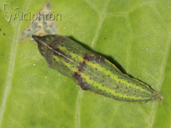 Pontia edusa