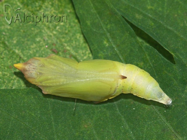 Pontia edusa