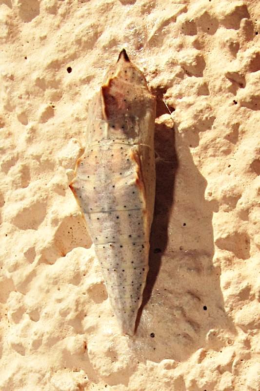 Pontia edusa