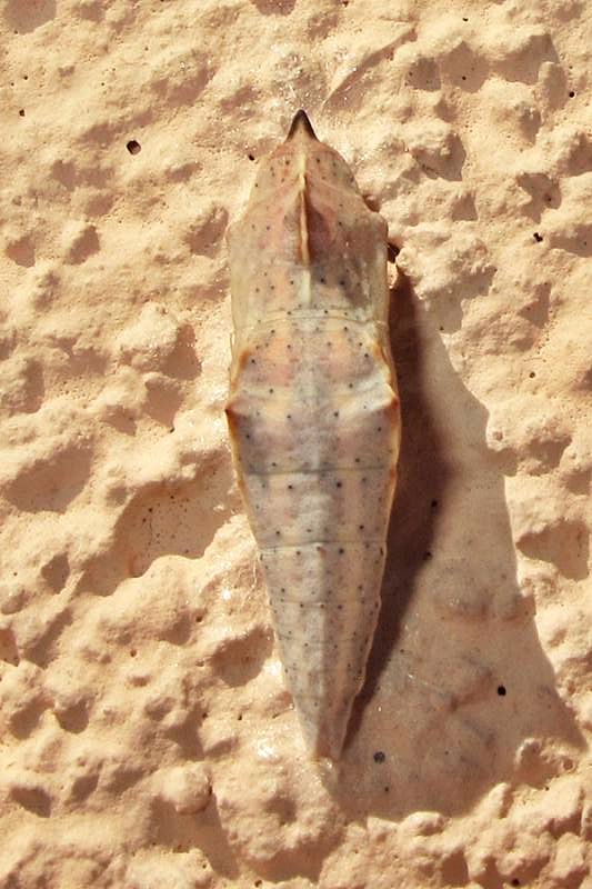 Pontia edusa