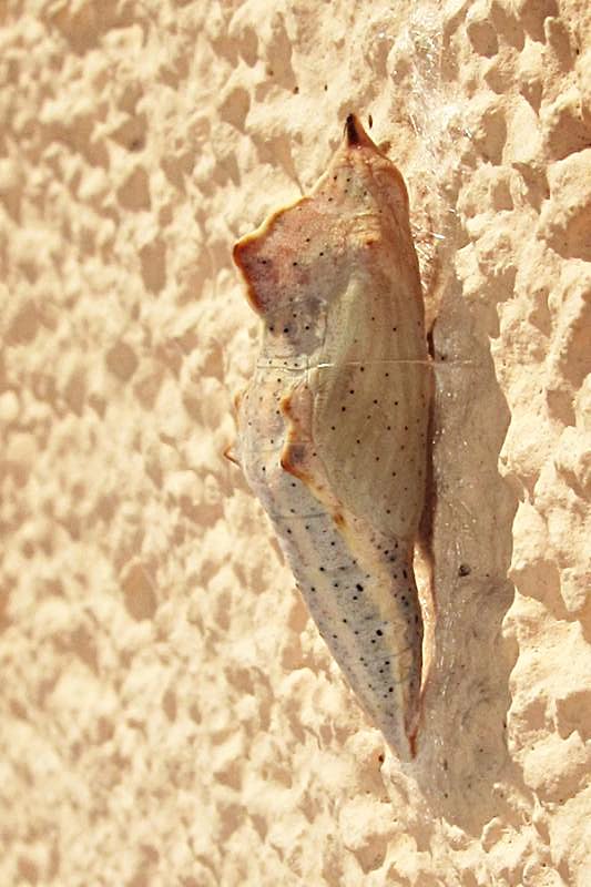 Pontia edusa
