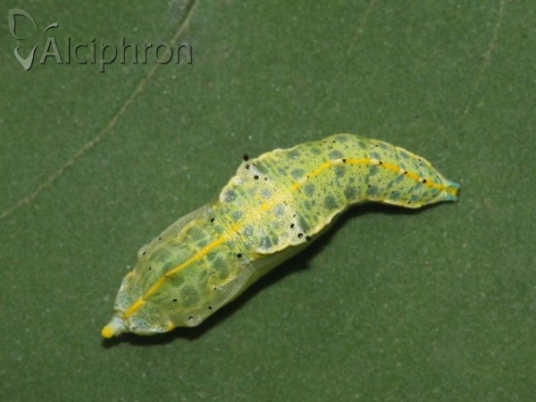 Pieris brassicae