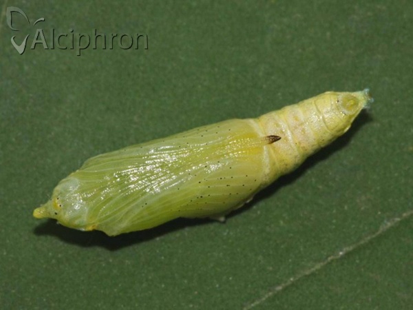 Pieris brassicae