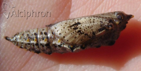 Pieris brassicae