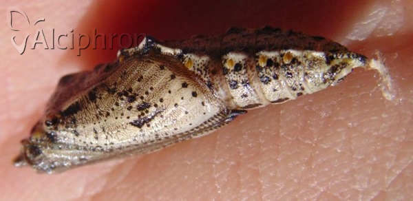 Pieris brassicae