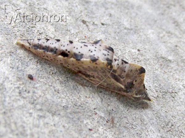 Pieris napi