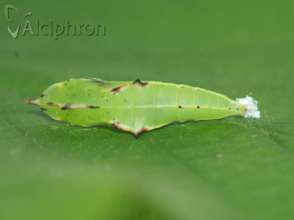 Pieris napi