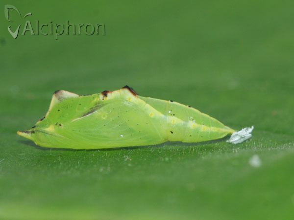 Pieris napi