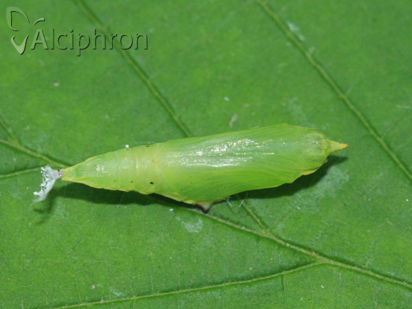 Pieris napi
