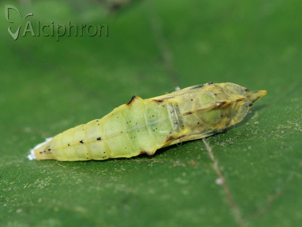 Pieris napi