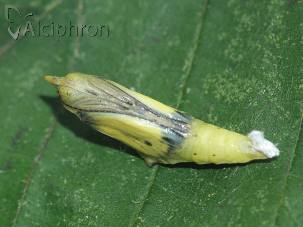 Pieris napi