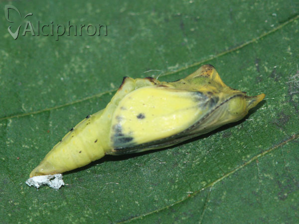 Pieris napi