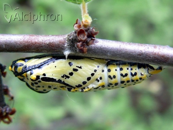 Aporia crataegi