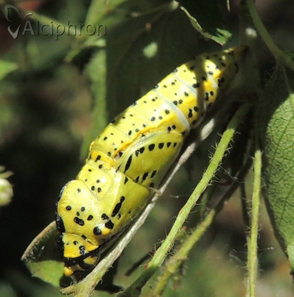 Aporia crataegi