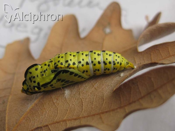Aporia crataegi