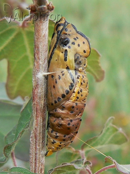 Aporia crataegi