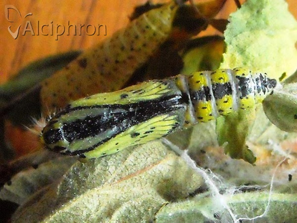 Aporia crataegi