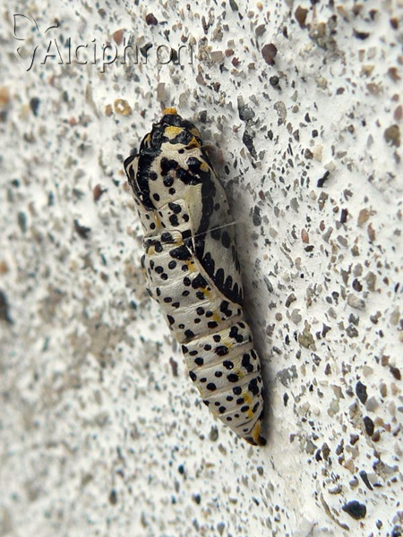 Aporia crataegi