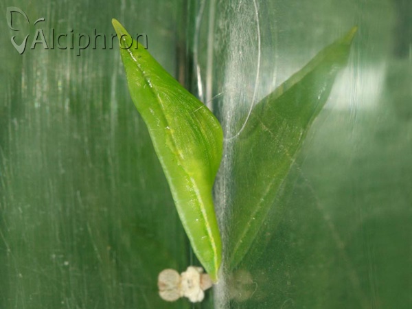 Leptidea sinapis