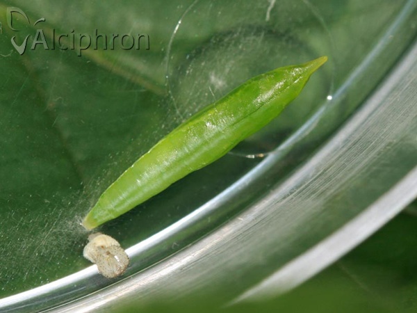 Leptidea sinapis