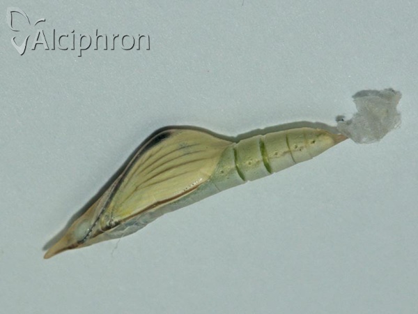 Leptidea sinapis