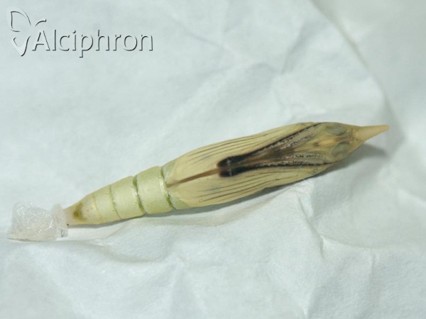Leptidea sinapis