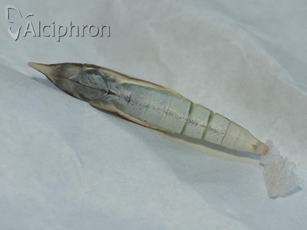 Leptidea sinapis