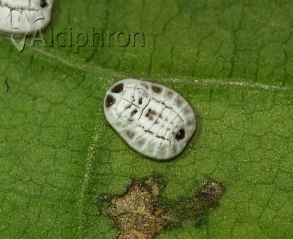 Aleurochiton aceris